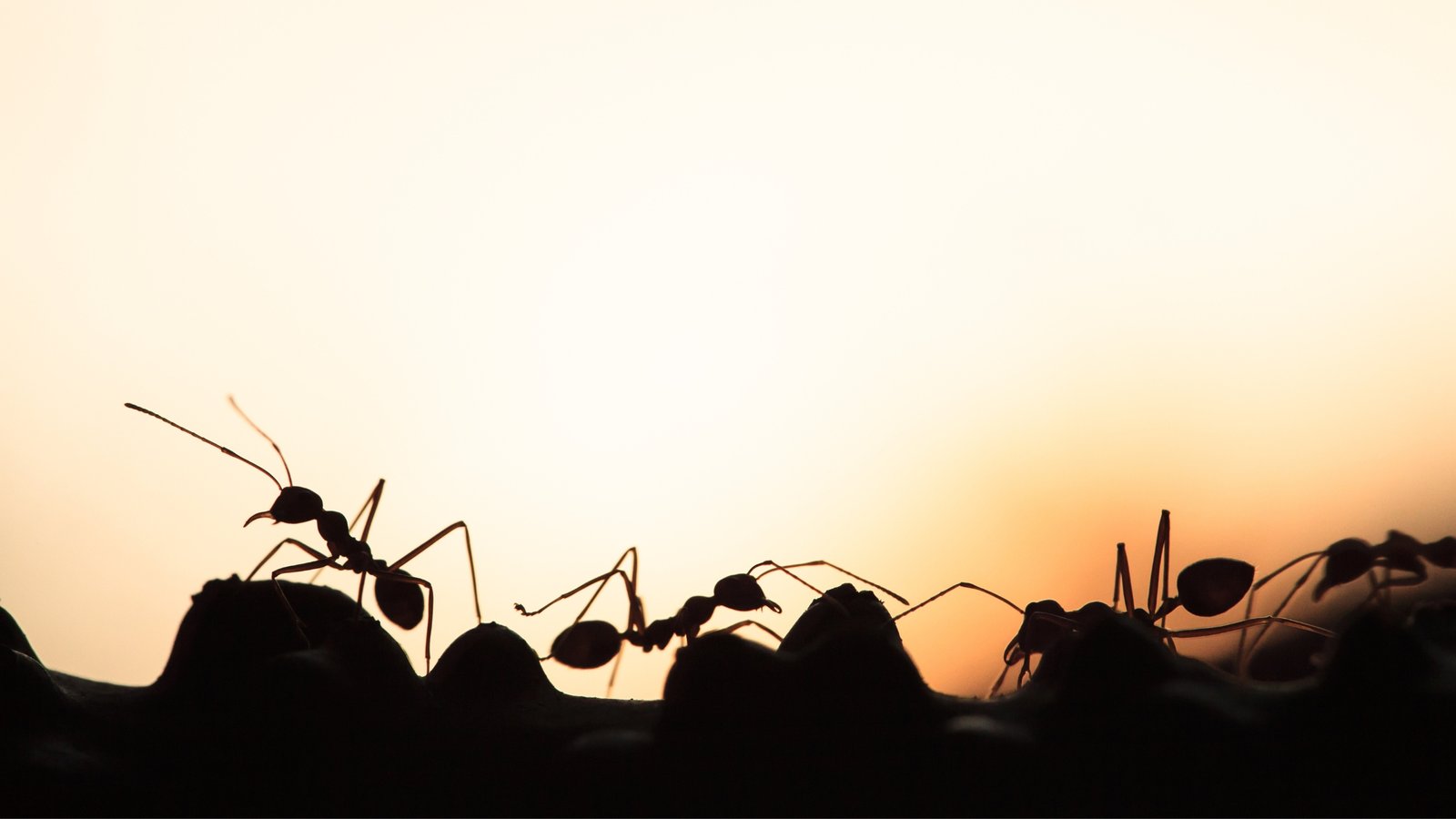 SEO for Galleries and Design Studios: How to Dominate Google After the March 2025 Update