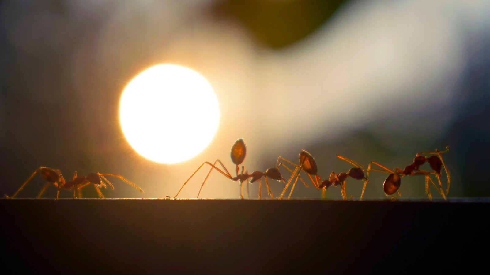 Stop Wasting Money on Useless Metrics — What Meta Ads Really Means for Galleries, Design Studios & Independent Creators