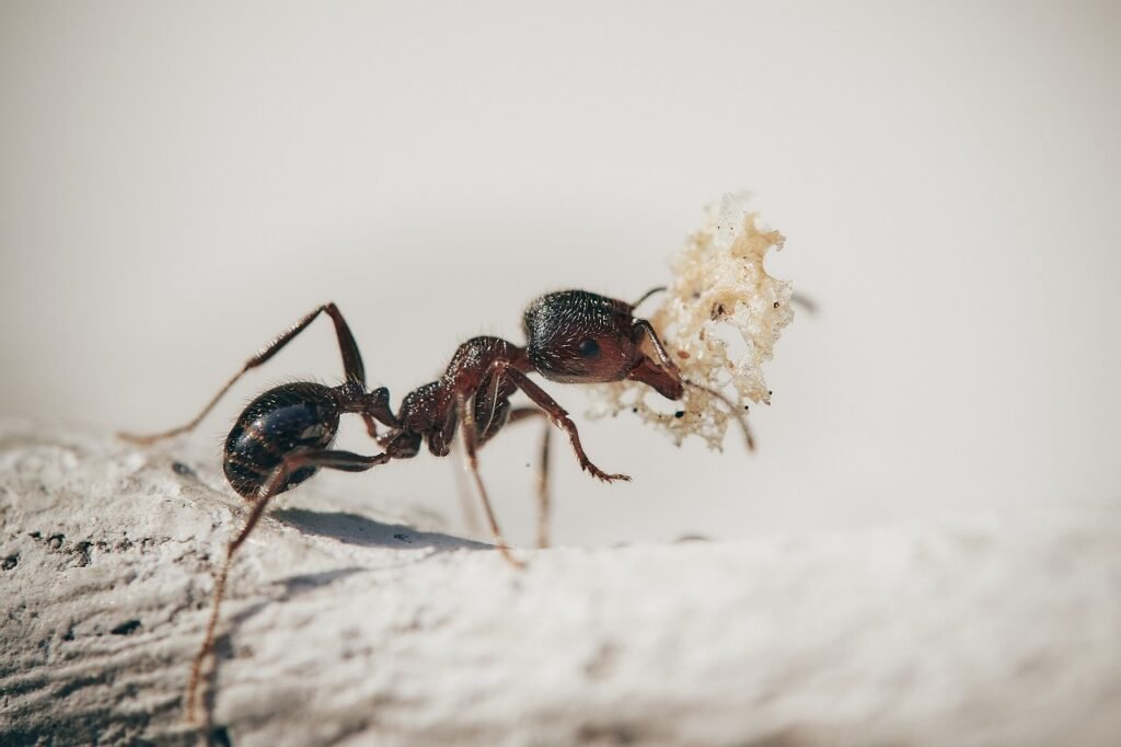 ants, macro, insects, nature, plants, ant, garden, antenna, worker, petals, ants, ants, ant, ant, ant, ant, ant
