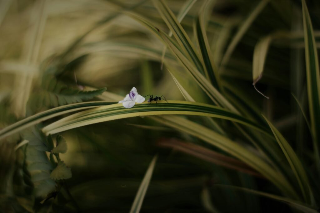 Close-up of an ant on a leaf with a small white flower in Pahang's lush greenery.