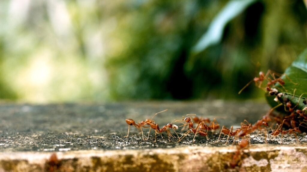 ants, ant groups, team, teamwork, ants, ants, ants, ants, ants