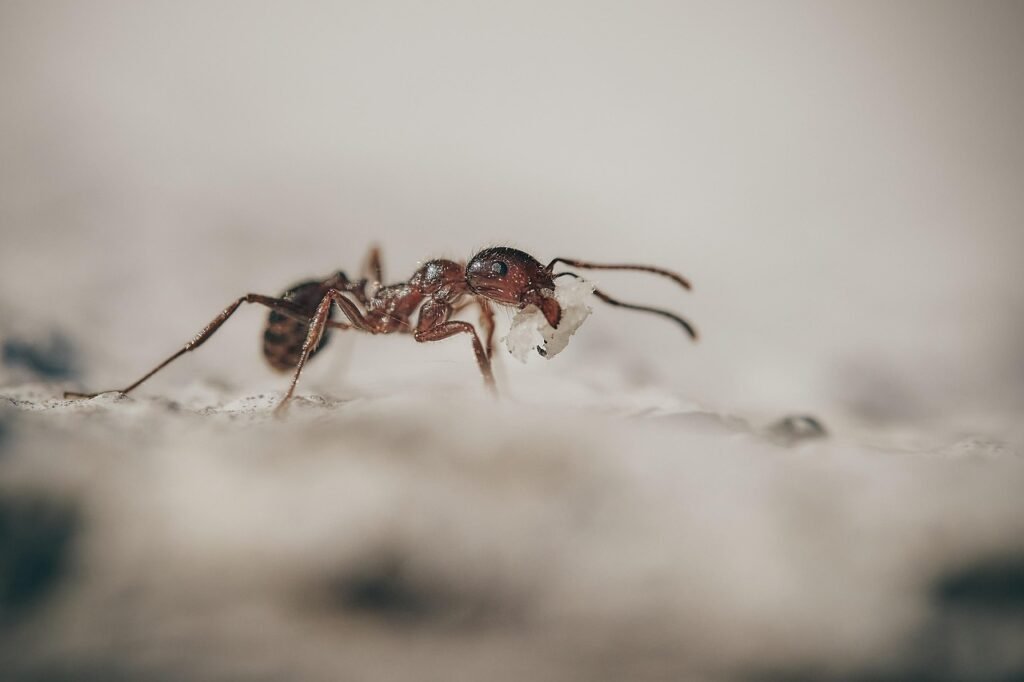ants, macro, insects, ant, little ones, worker, ants, ants, ants, ant, ant, ant, ant, ant